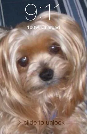 Sir Toco