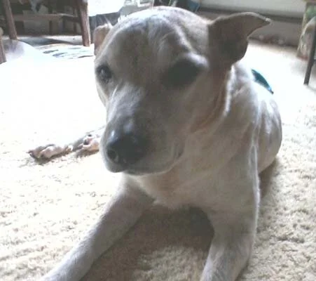 Jack