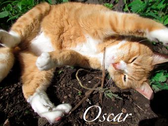 Oscar Cat