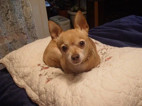 Pepper