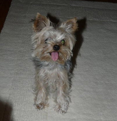 DAISY