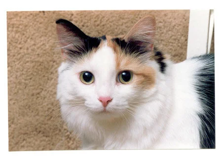 Chloe