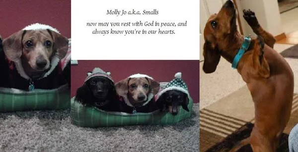 MOLLY