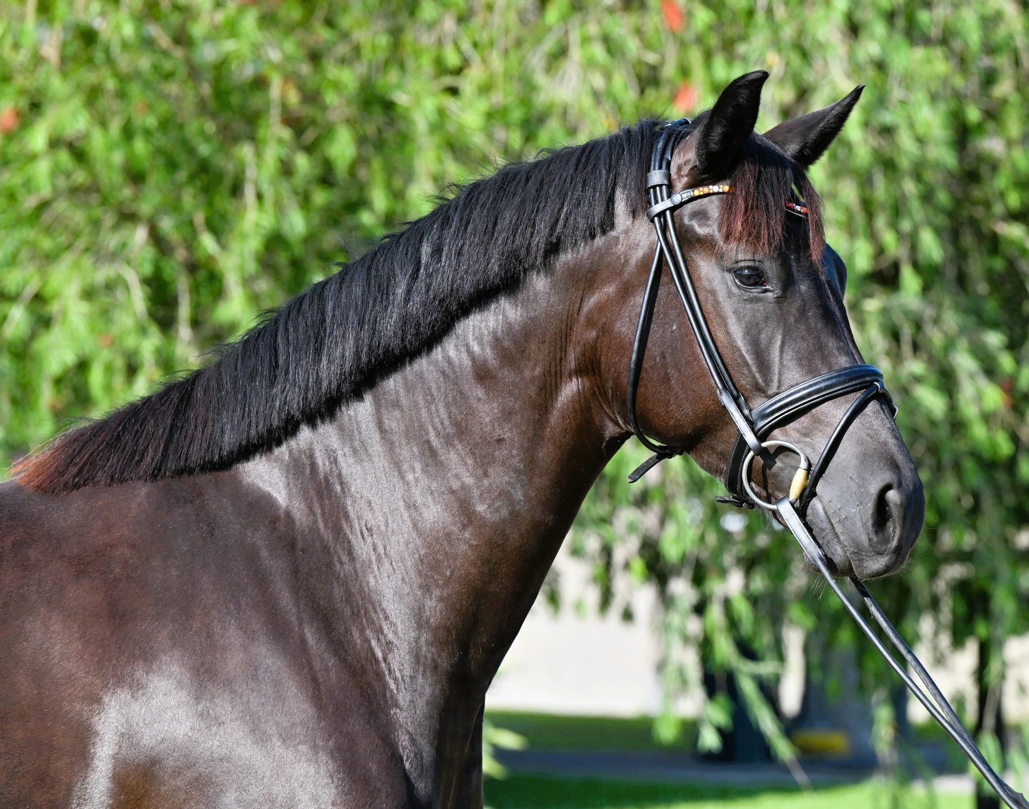 Malena Head and Neck 2.JPG