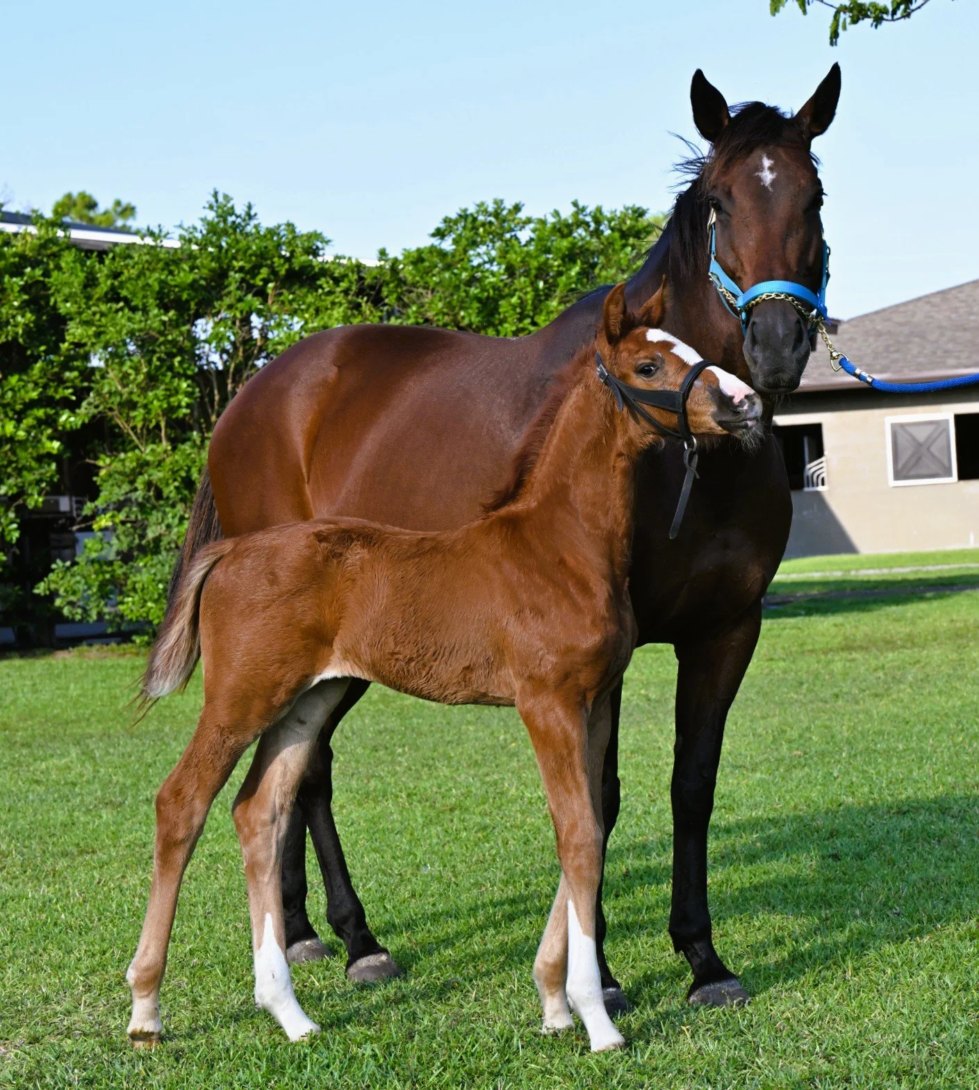 Prima with Bailey 2.JPG