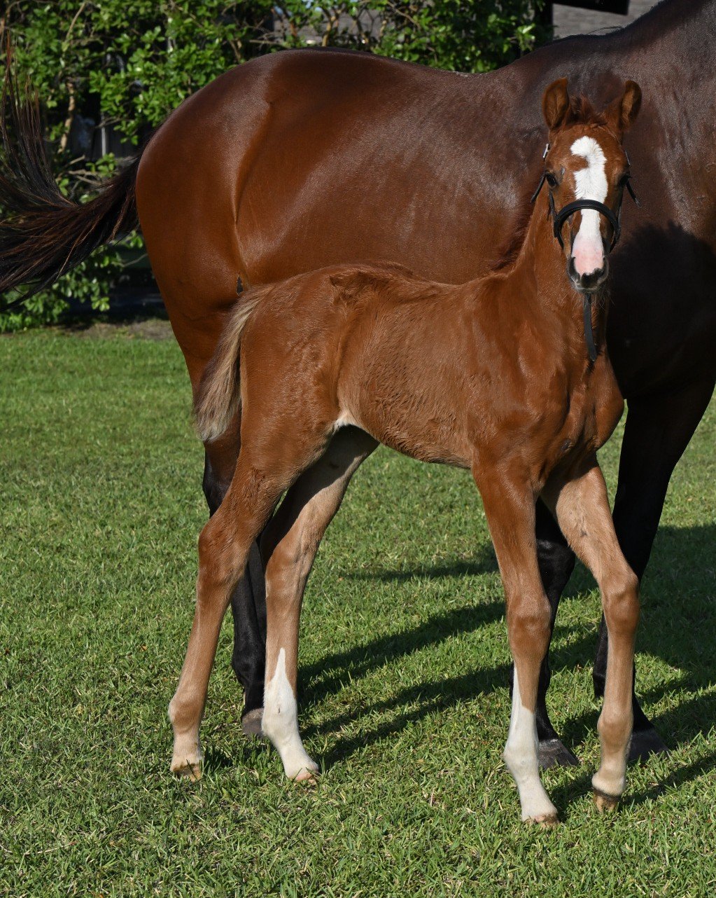 Prima with Bailey.JPG