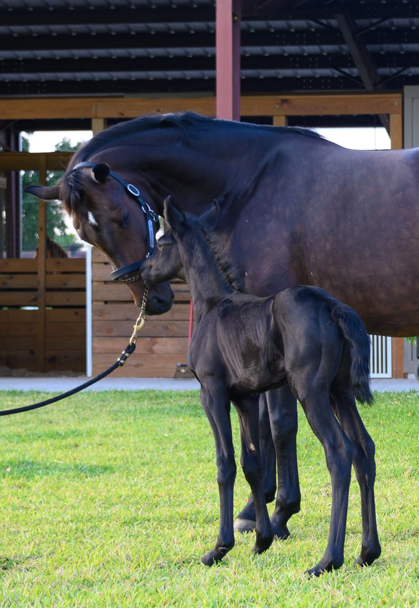 Malena and Frida foal.jpg