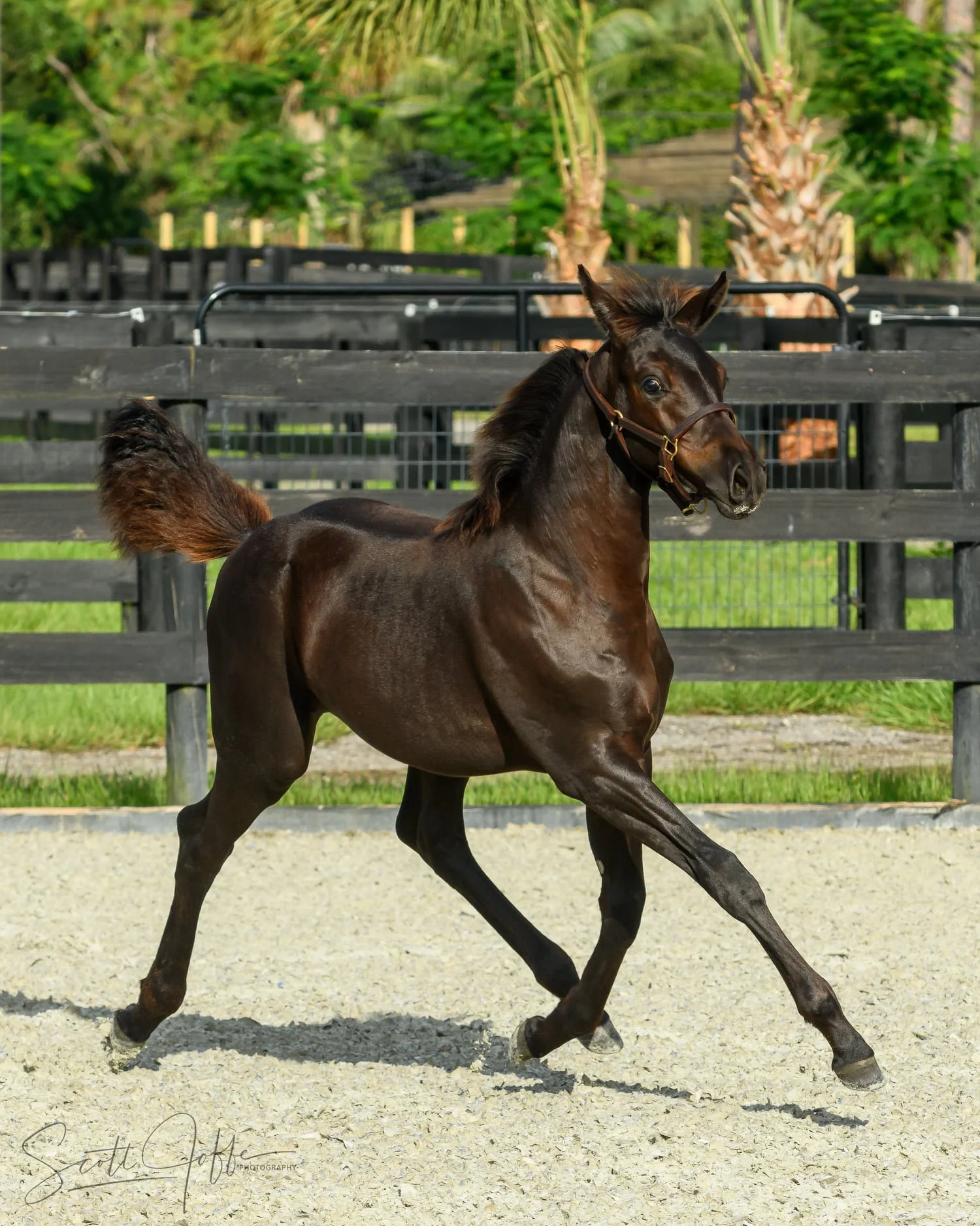 Malena foal 1.jpg