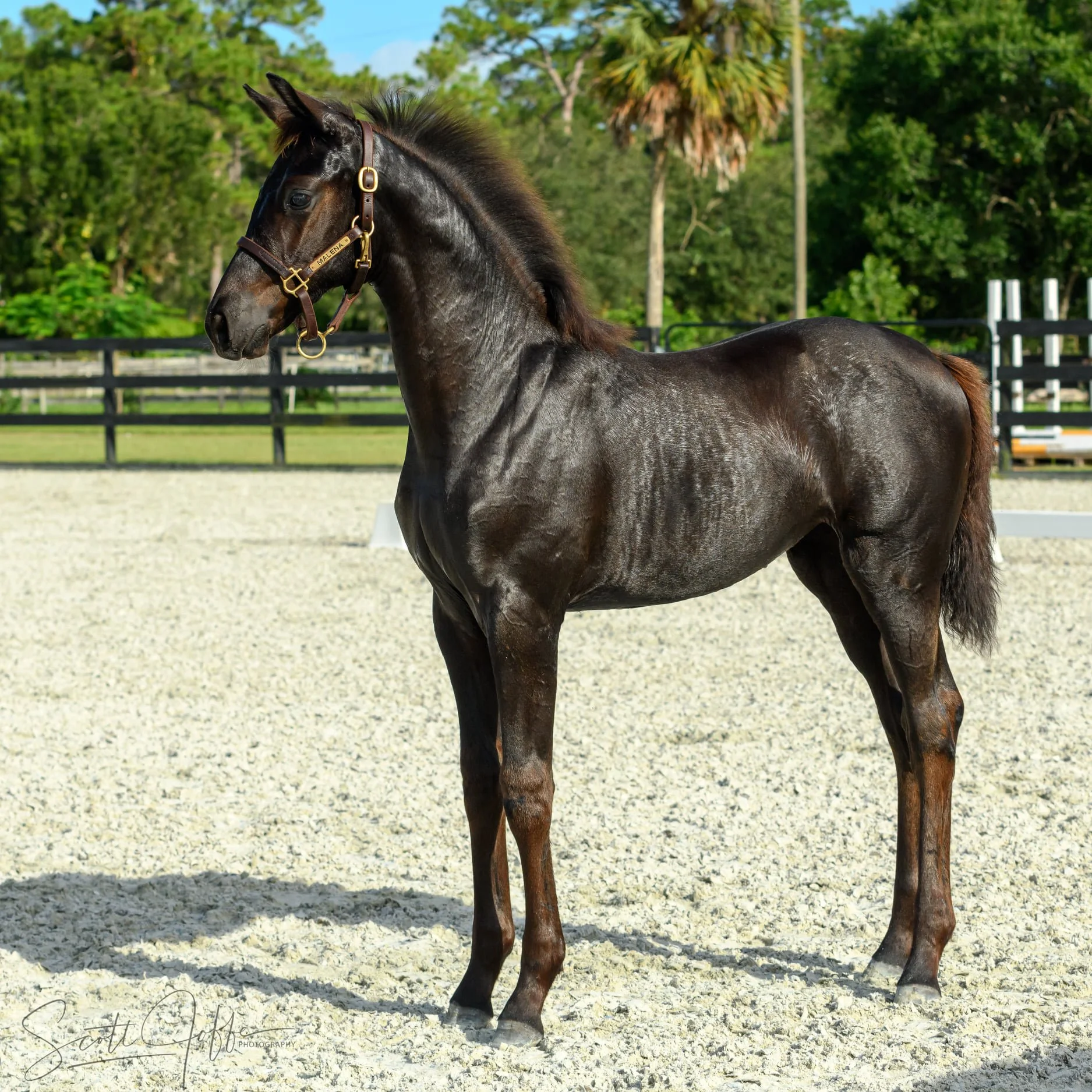 Malena foal 2.jpg