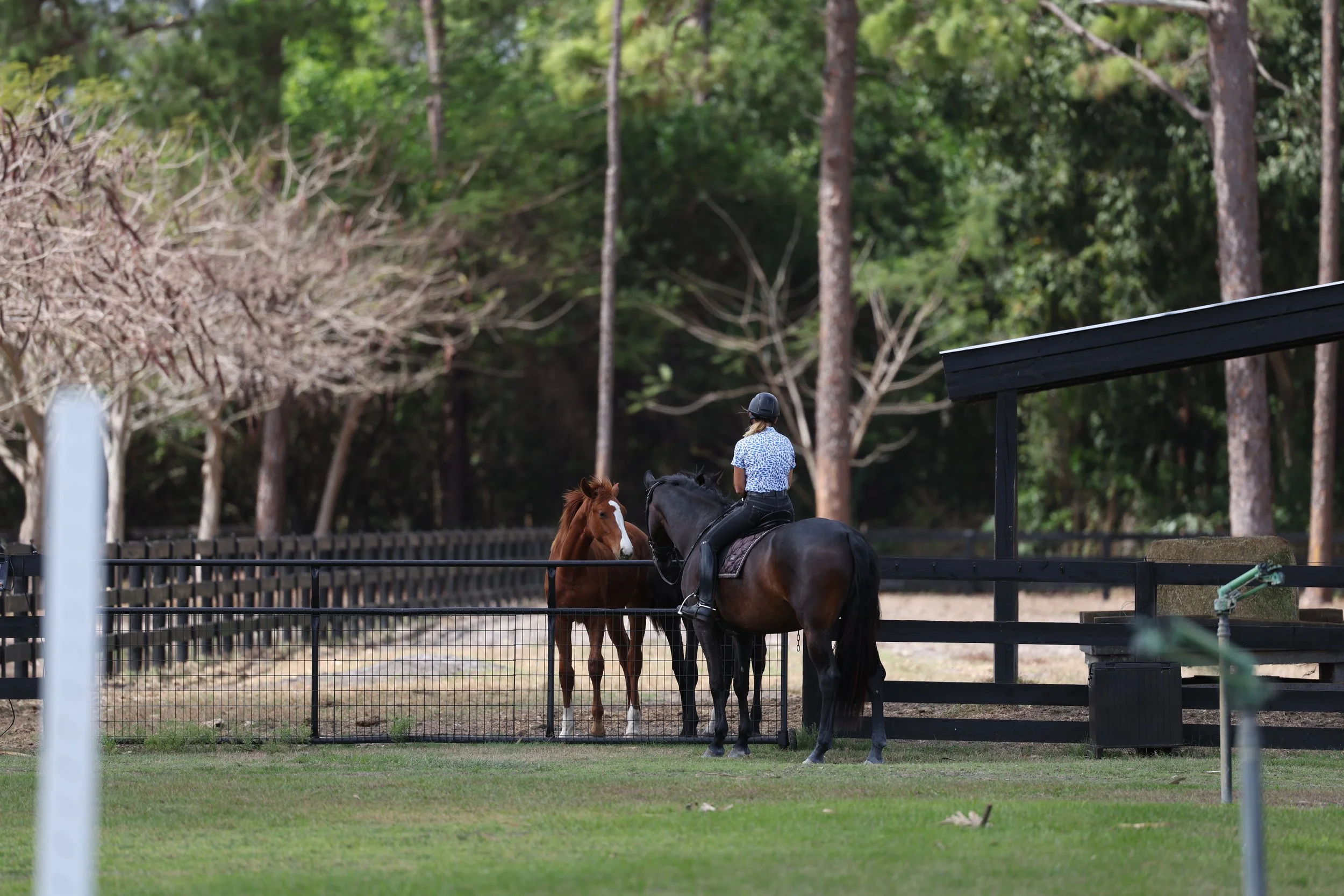 26_poinciana_9731.JPG