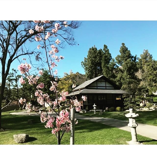 The cherry trees are in full bloom at the Friendship Garden! Come celebrate then with us at the Sakura Matsuri Festival on Sunday, March 15! Link in bio for more information. .
.
.
. #garden #cherryblossom #sakura #sakuramatsuri #festival #familyfrie