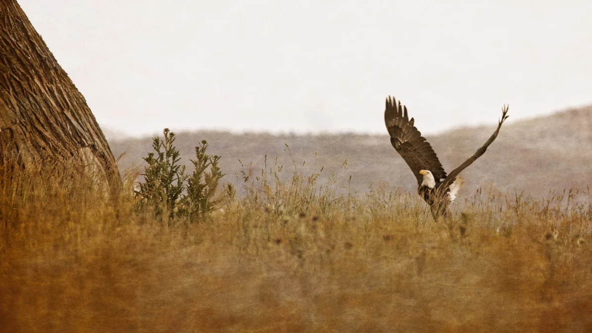 A Family Affair: An Eagle of a Day