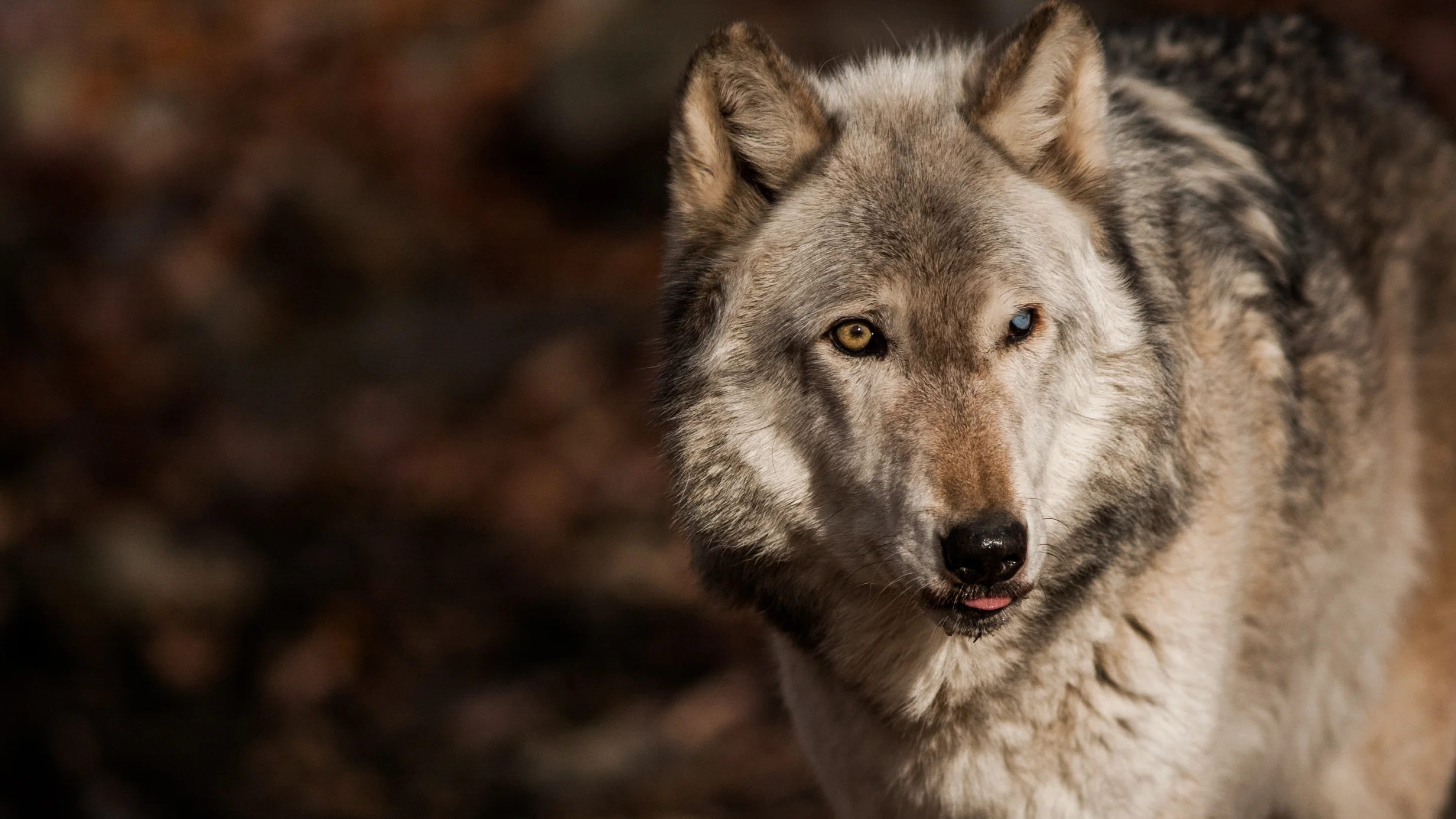 TBT: Lakota Wolf Preserve