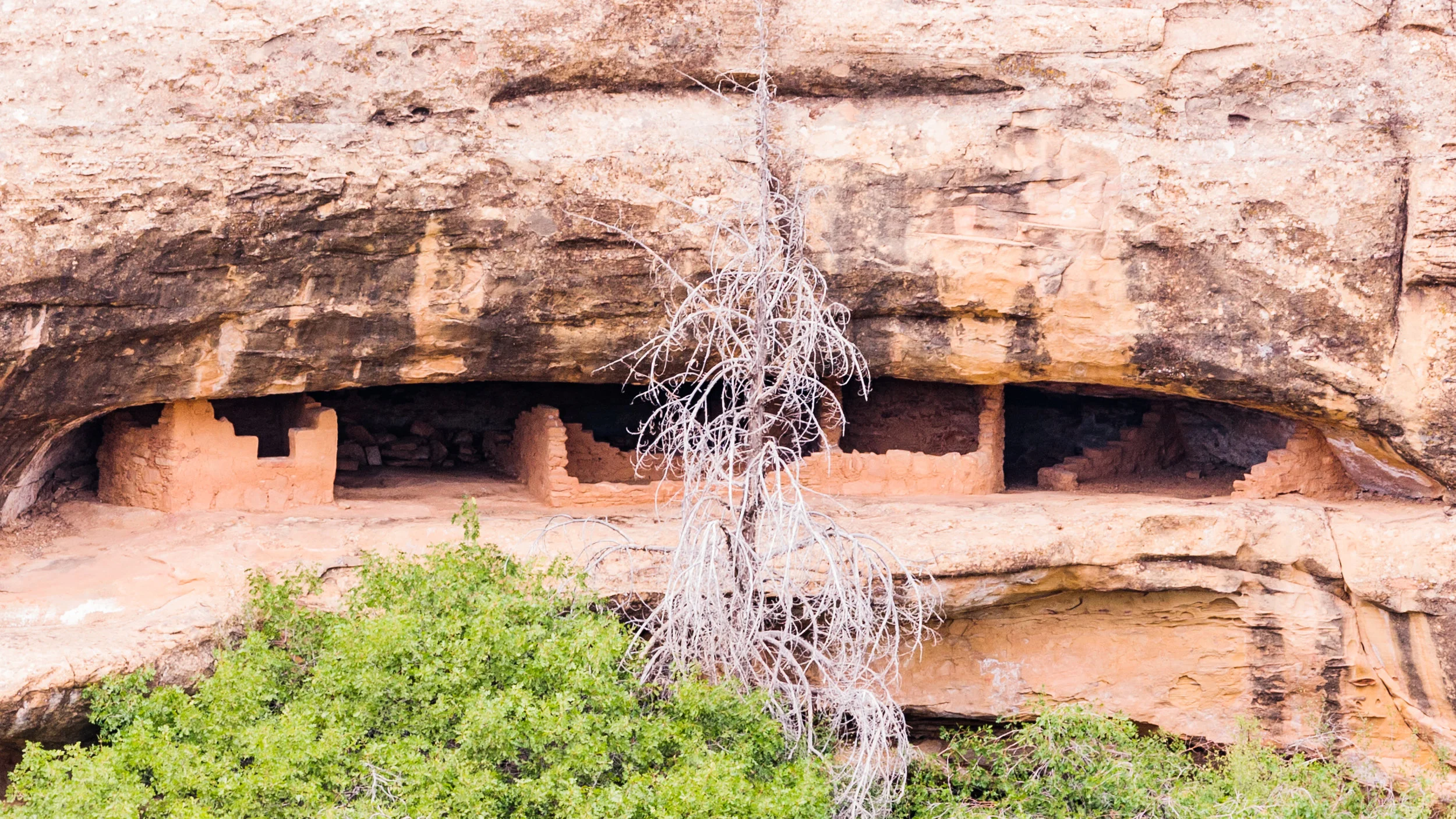 Area Spotlight: Mesa Verde