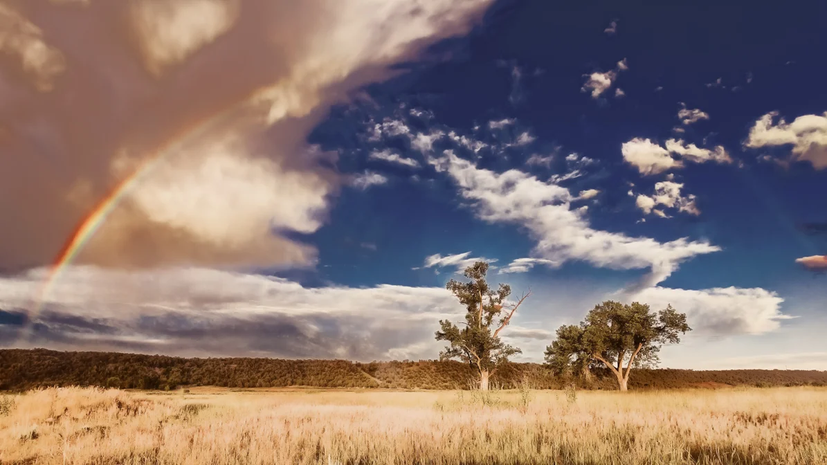 A Family Affair: Bald Eagles on the move!
