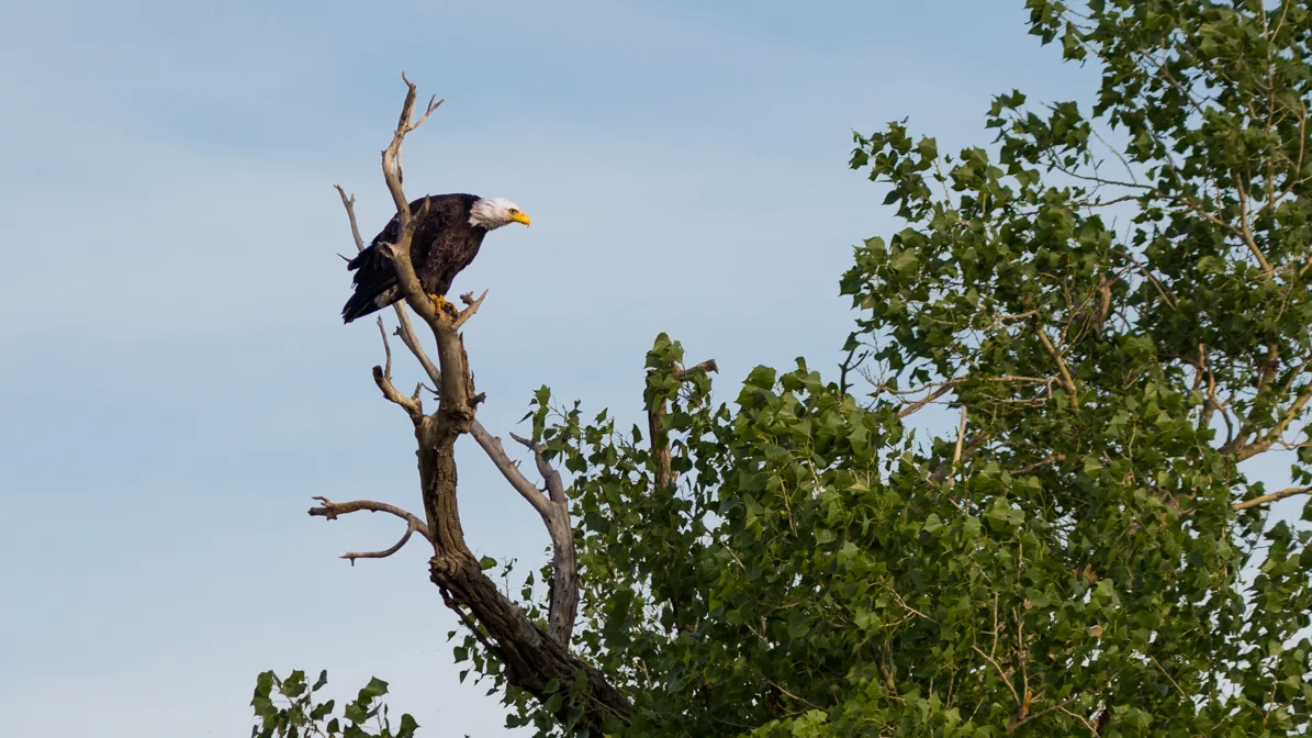 A Look at the American Bald Eagle!
