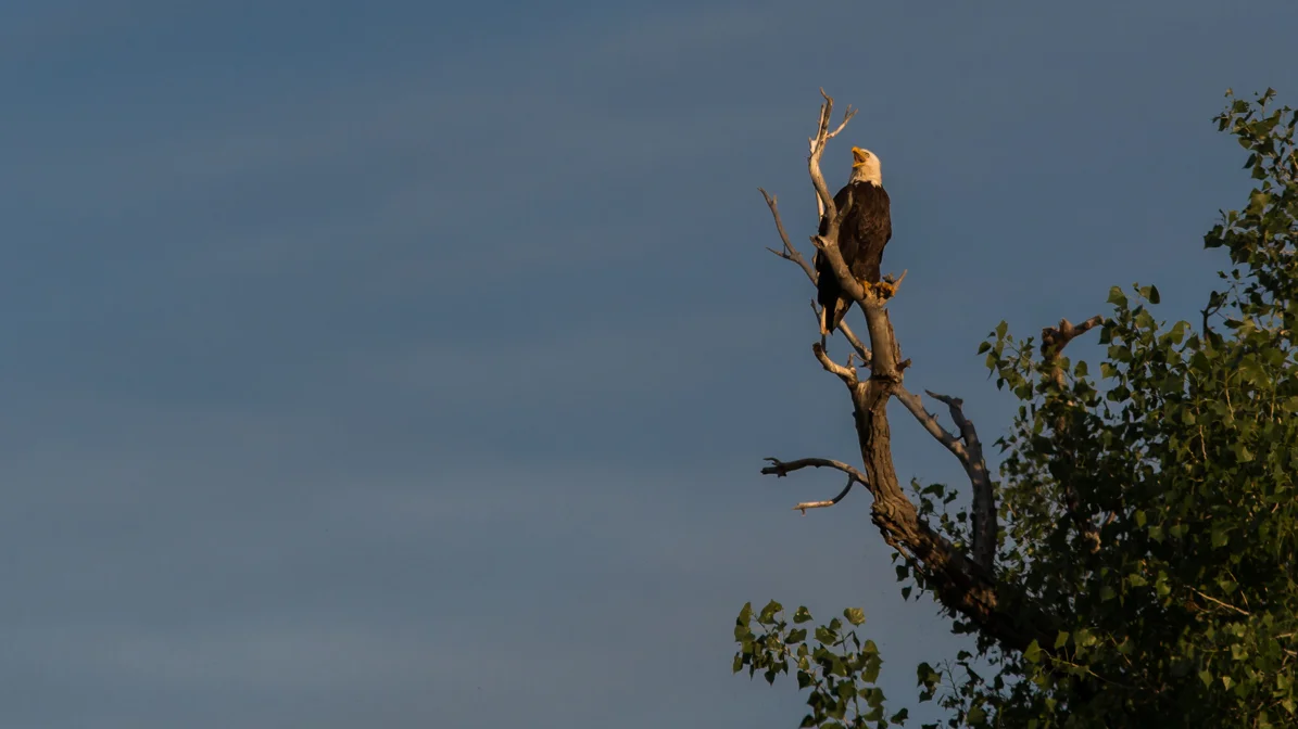 Day 2 with the American Bald Eagle's