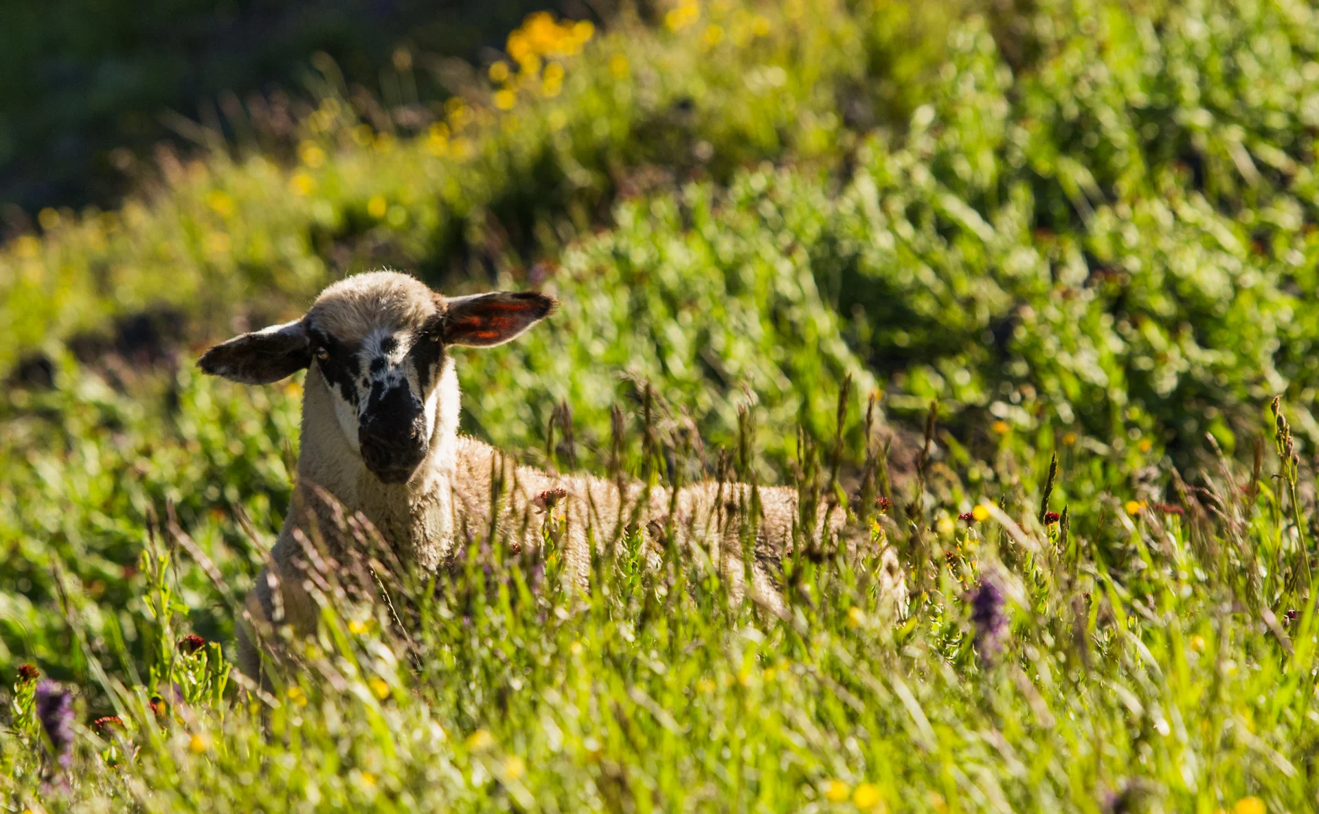 One Sheep of a Day: A return to Porphyr Gulch