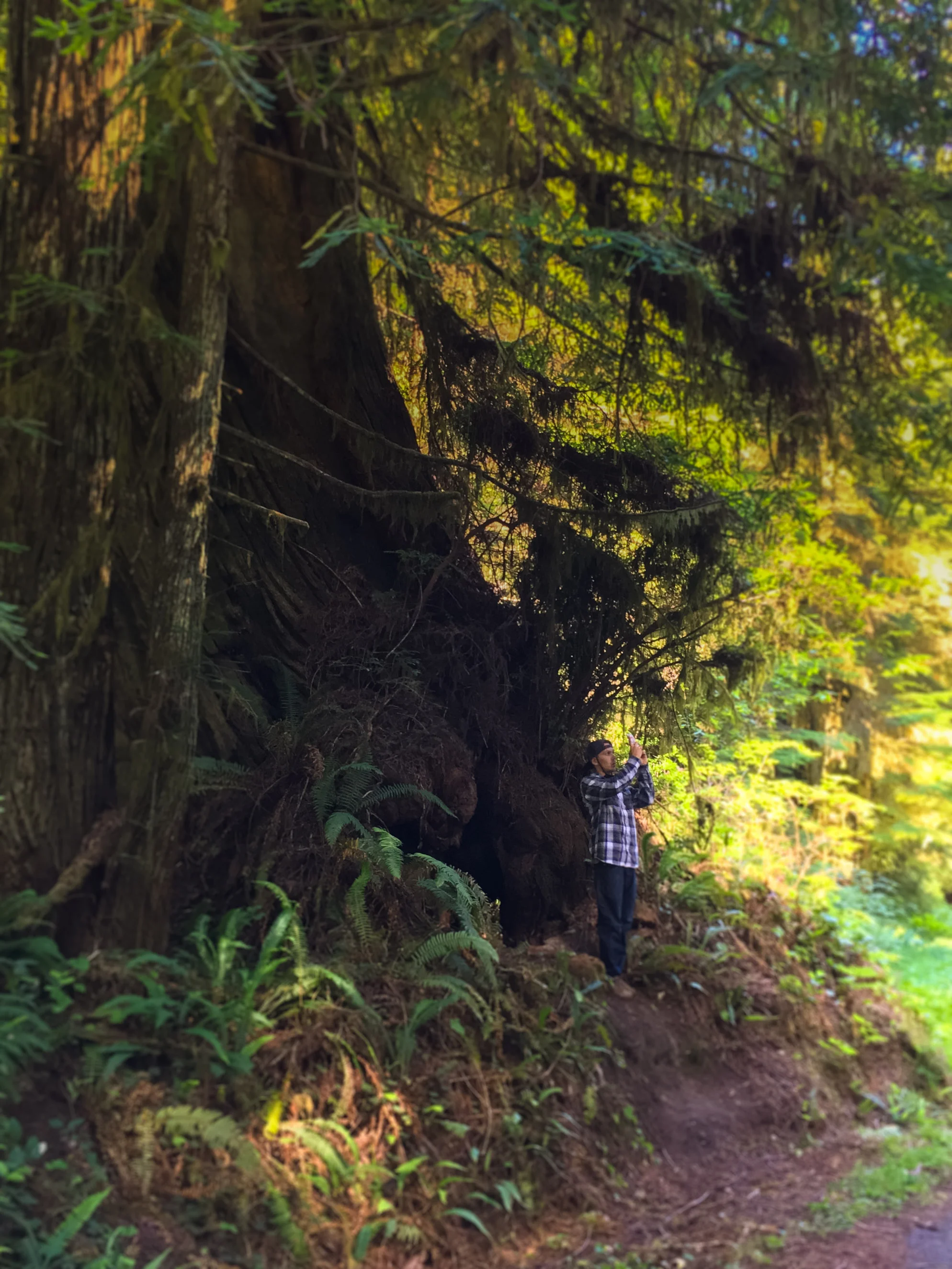 Galactic50: Day 20-21 Redwoods National Forest