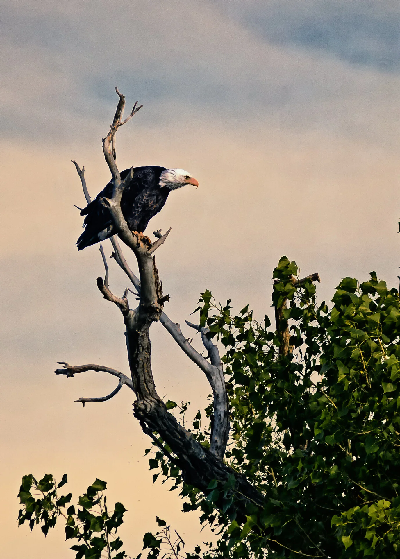 20150407-IMG_0700-Edit-2-Edit-2-1.jpg