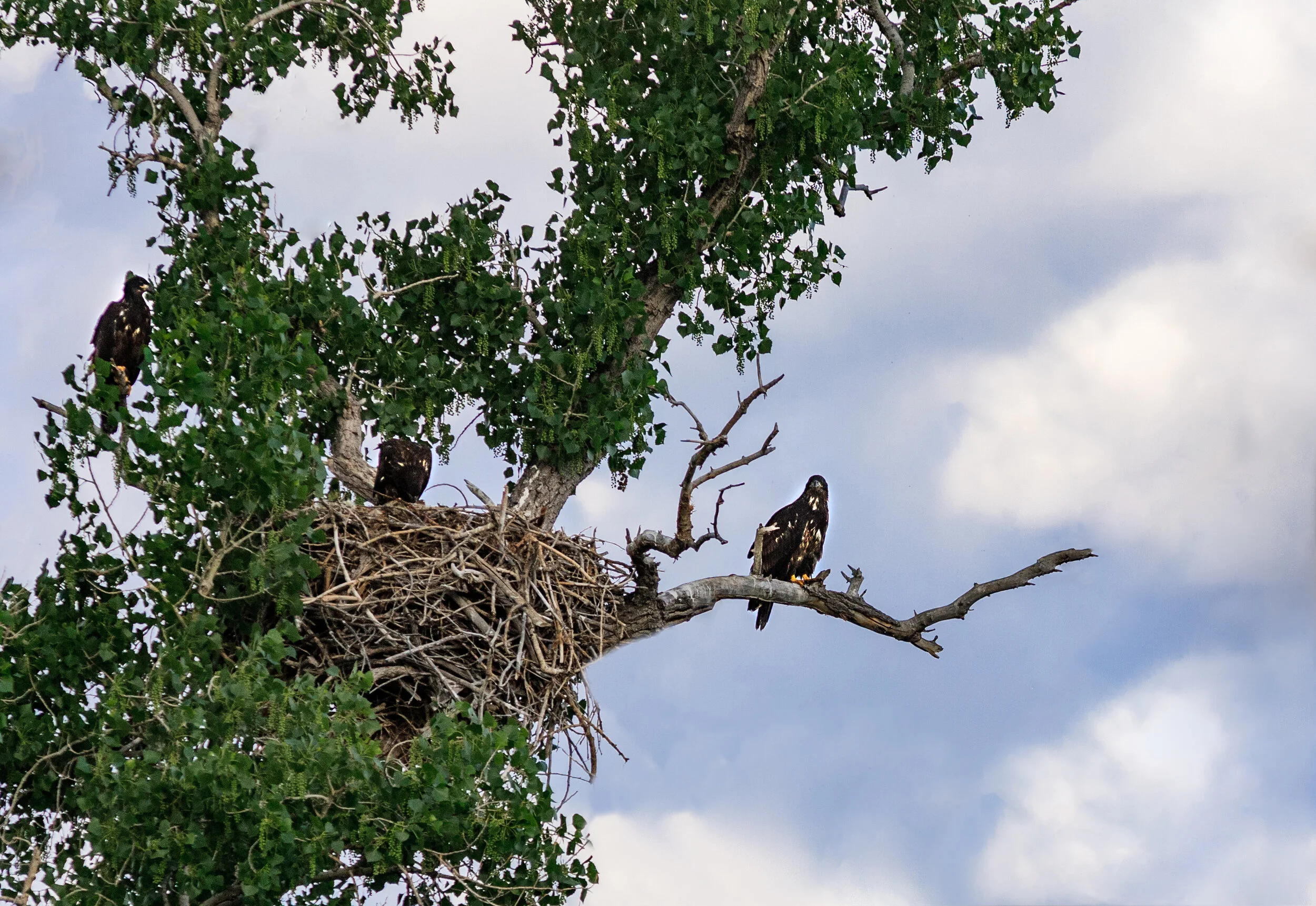 20150624-_T8I1507-Edit.jpg