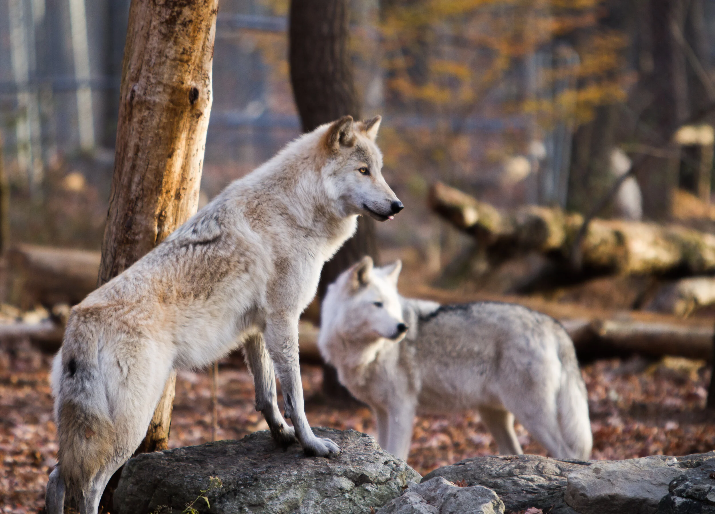 lakotawolf-602.jpg