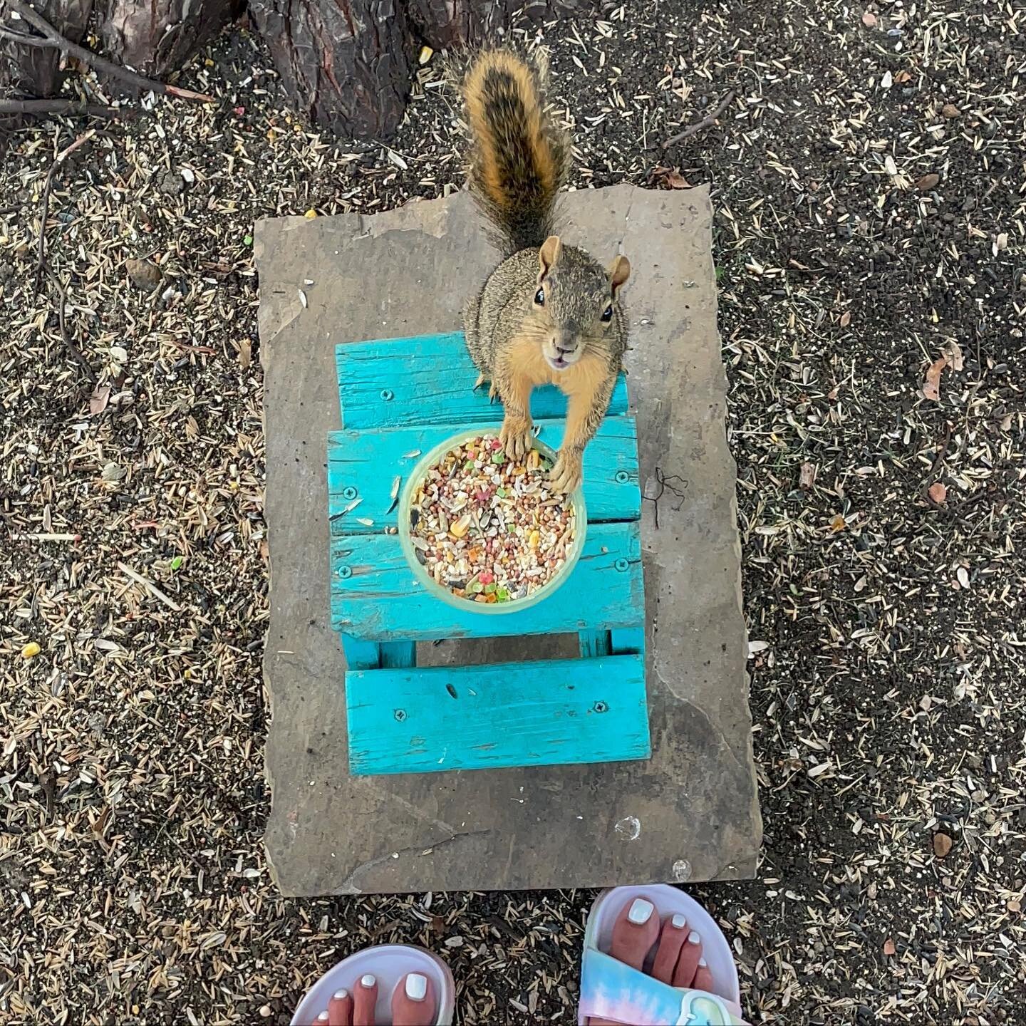 Lulu Consuelo Rodriguez Lopez Garcia de Jesus says &ldquo;Thank you!&rdquo; for breakfast🥰! Also she threw the strawberry 🍓😏. And I told you- this is now a wildlife account🐿. Ok, maybe not totally, but stories disappearing is dumb🙄. And no one c