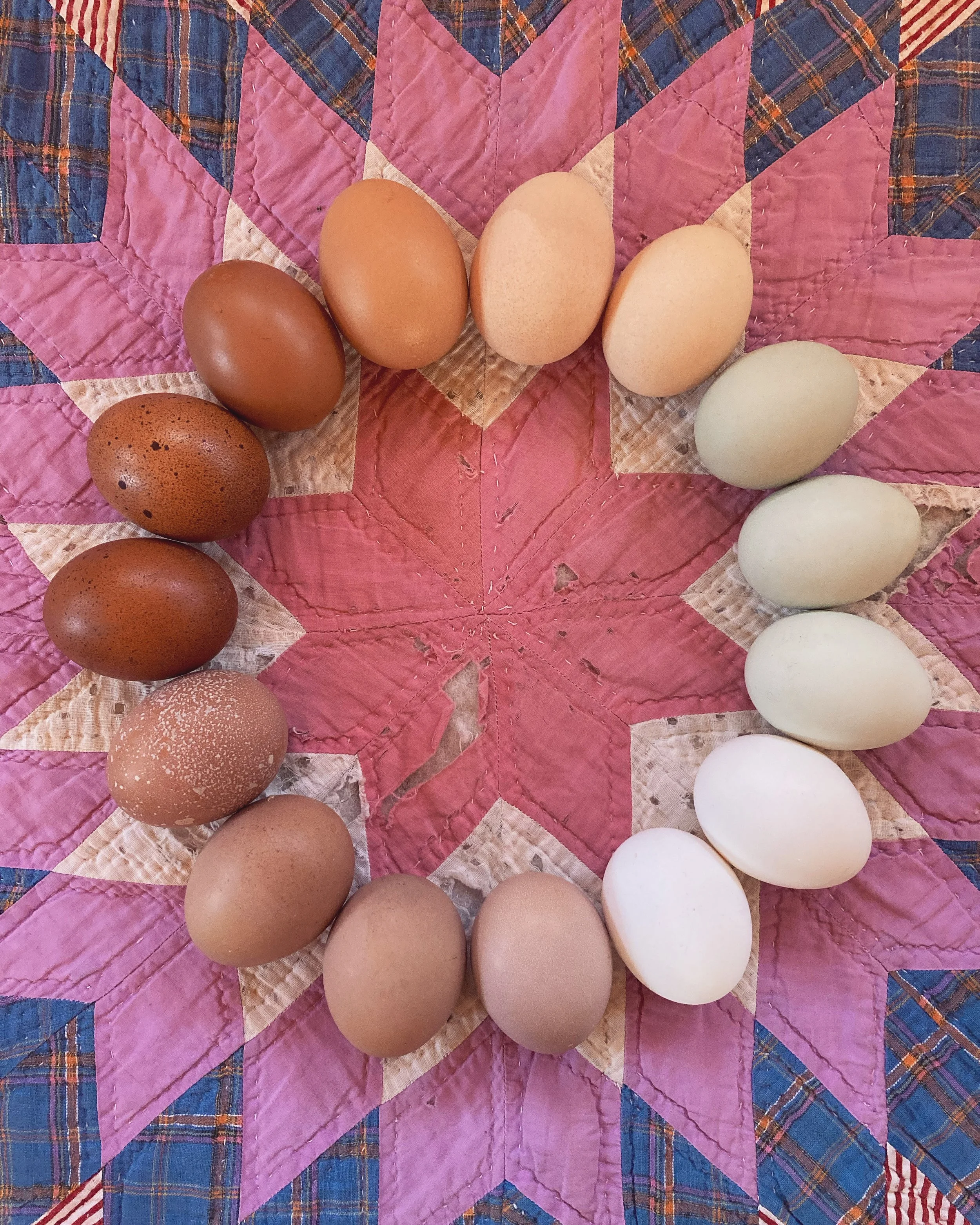 1 Dozen Farm Fresh Eggs - Local Pickup Only