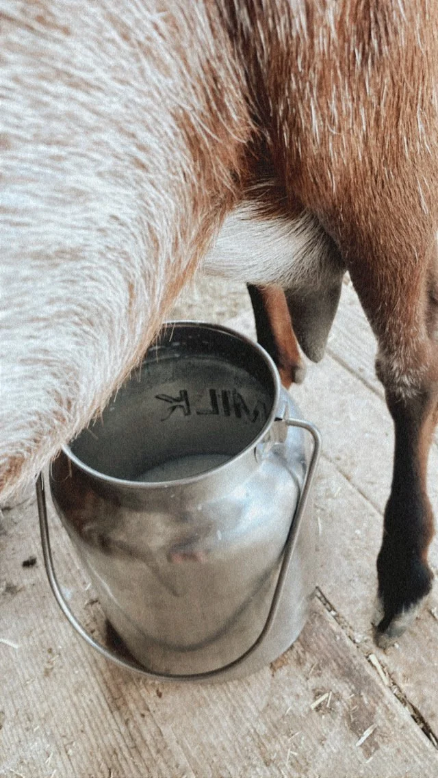 Raw Goat Milk Share - Local Pickup Only