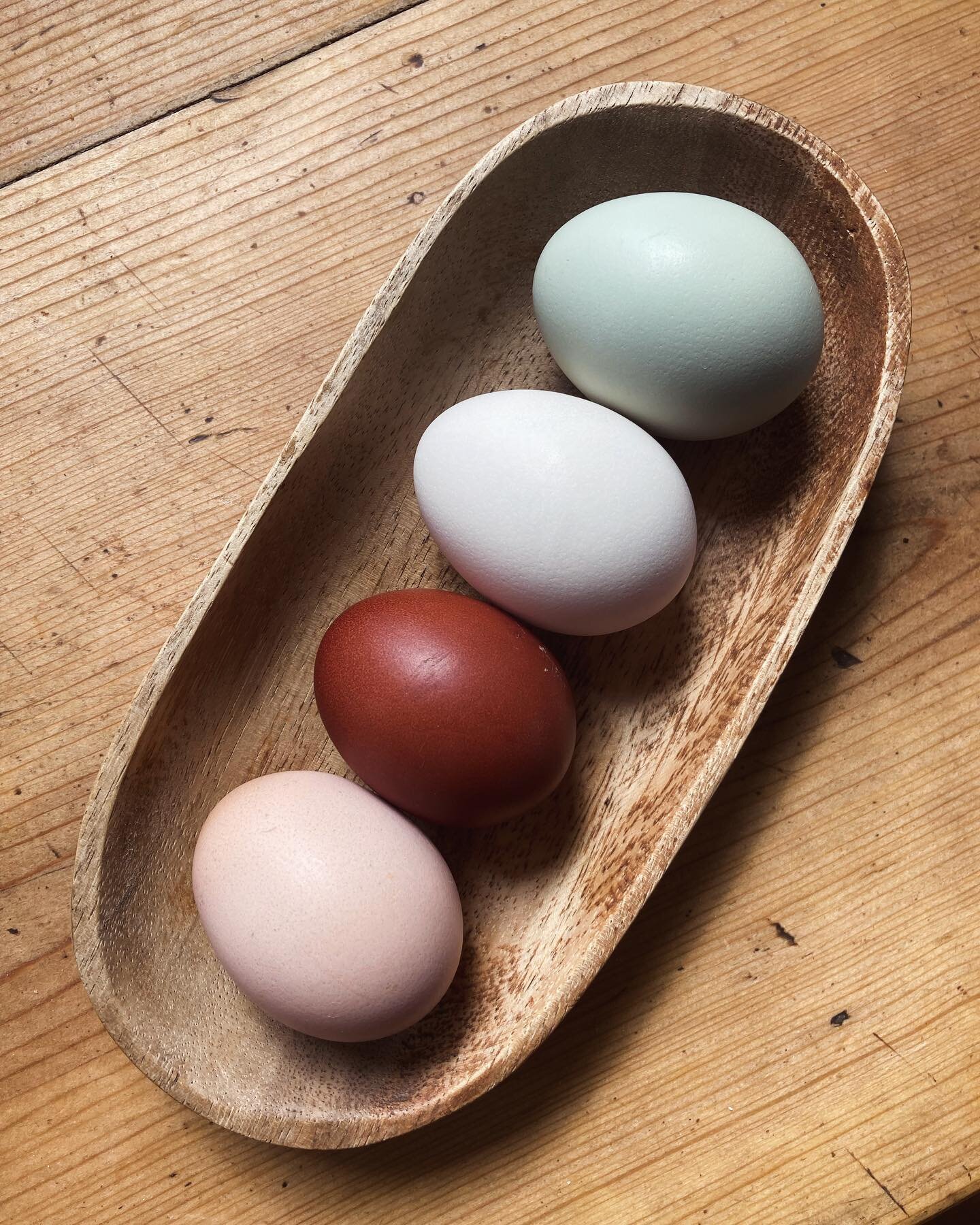 Finally got my first French copper maran egg after 7 months, and it was worth the wait for this beautiful dark chocolate color! 🐣 #coppermaran #coppermaraneggs #rainboweggs #coloredeggs #rainboweggs🌈 #easteregg #eastereggers