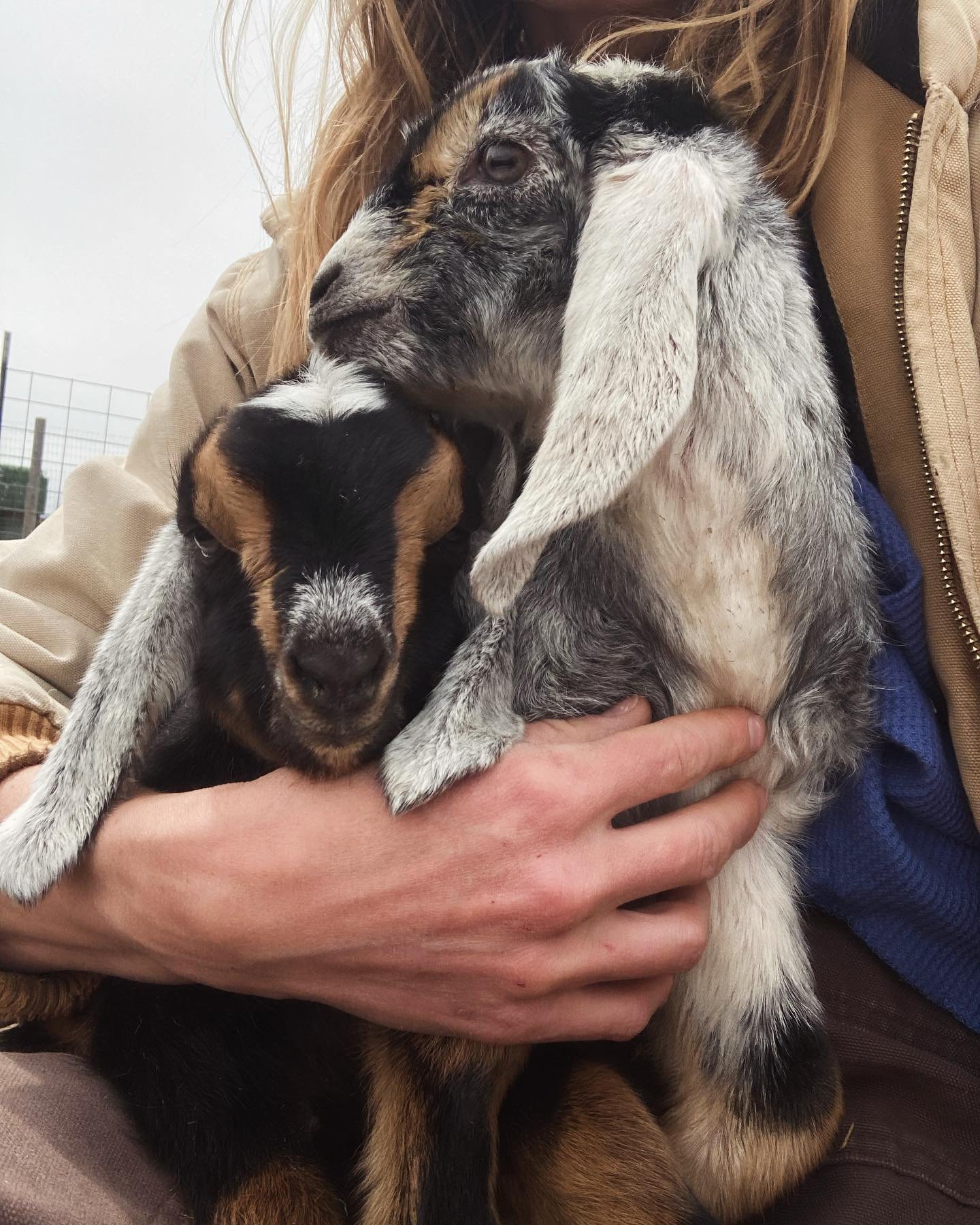Eclipse babies 🌙 found the first two bb goats of the season this morning in the barn- healthy, warm, and so soft! Had considered driving across the country to see the eclipse today, but knew my goats were due and didn&rsquo;t want to leave them.
&bu