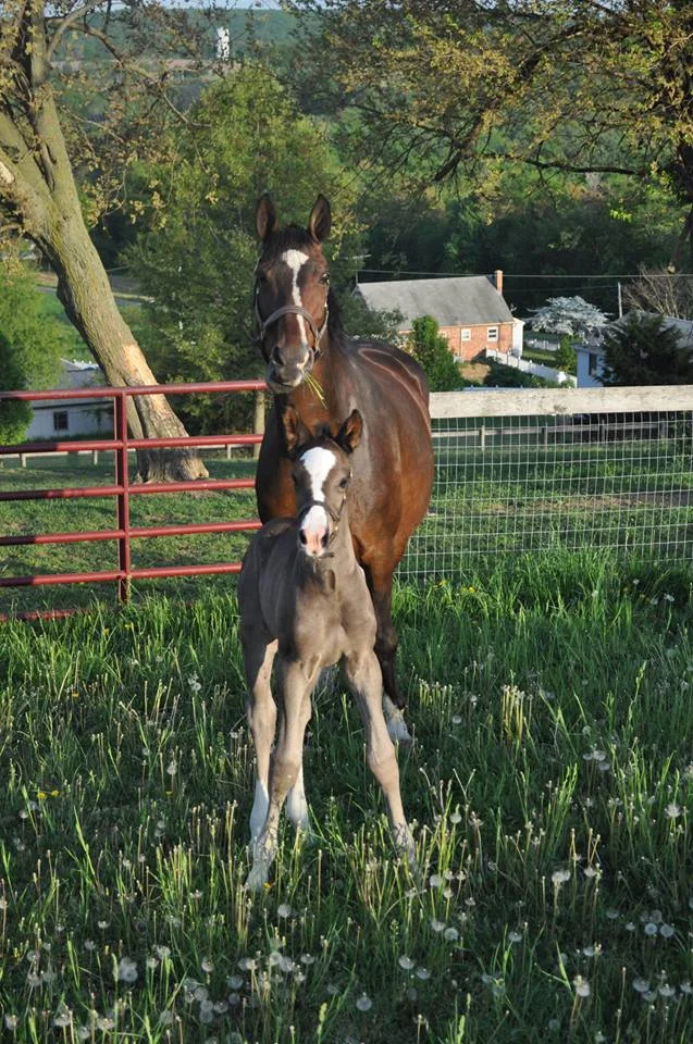 foals.jpg