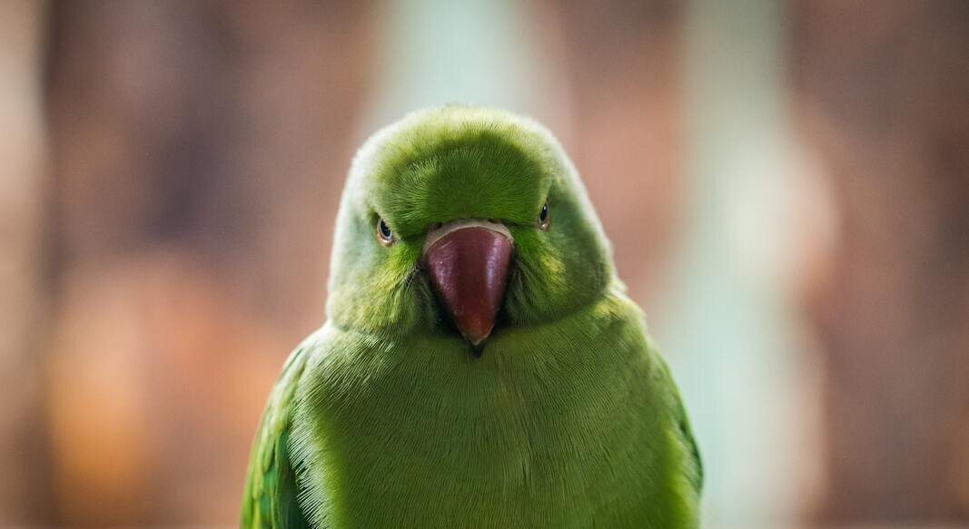 grumpy-green-parrot.jpg
