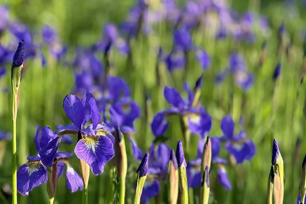Midst Image Finding Joy in the Midst of Adversity — Center for Compassionate Leadership