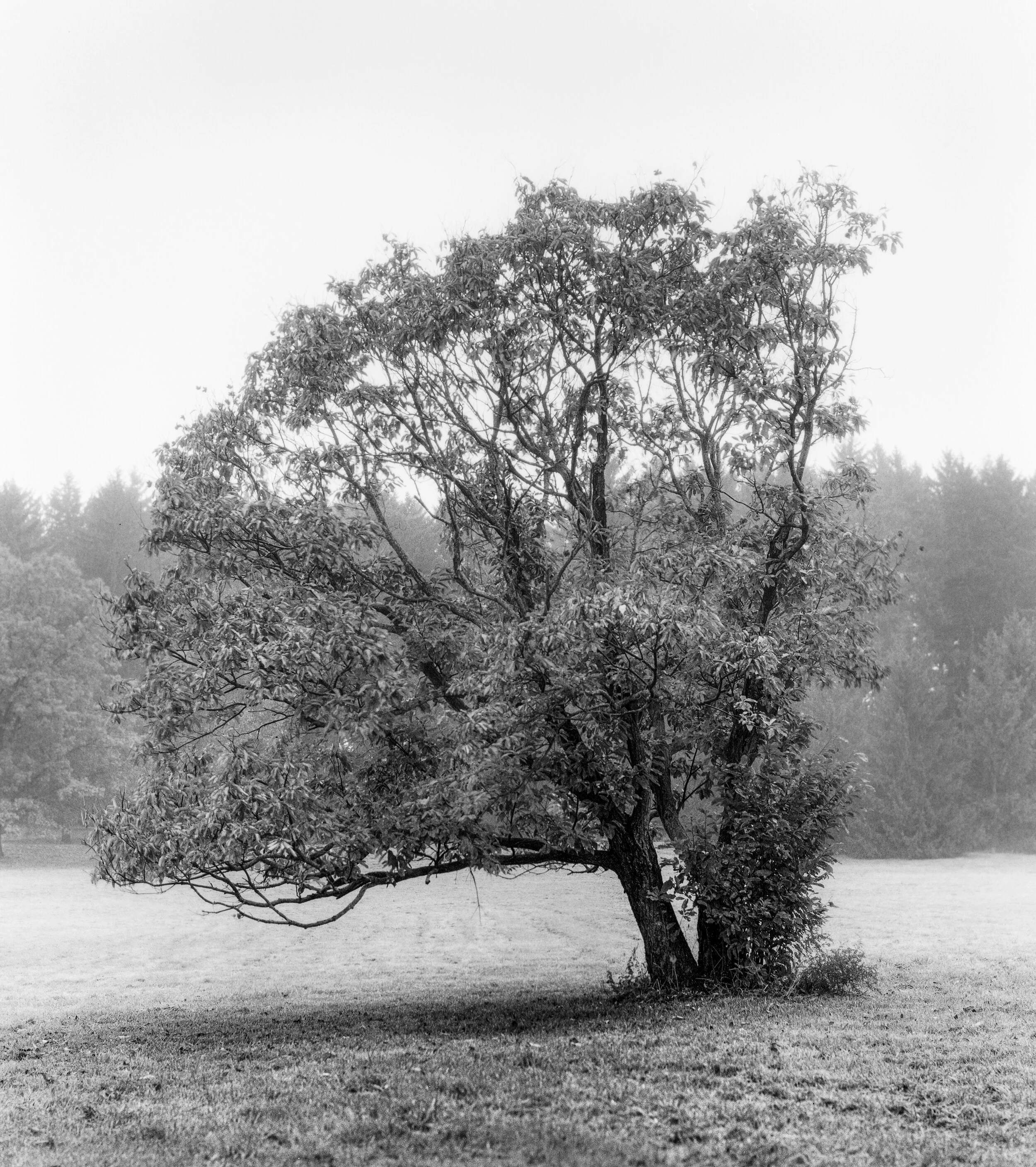 FP4 RB67 3.jpg