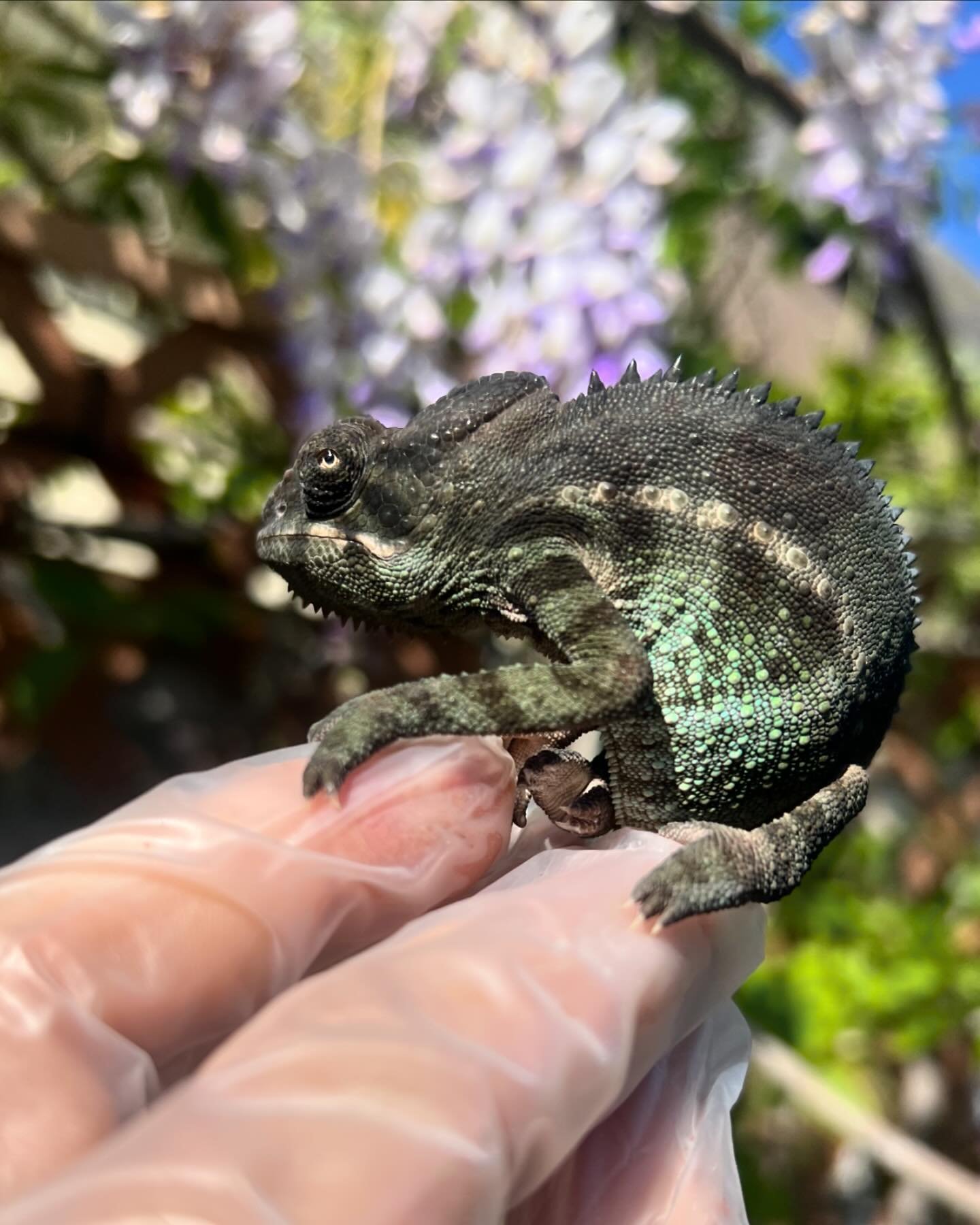 And the last official Giant Spiney Panther Chameleon hybrid that will ever be available from this project don&rsquo;t miss out they are growing like weeds