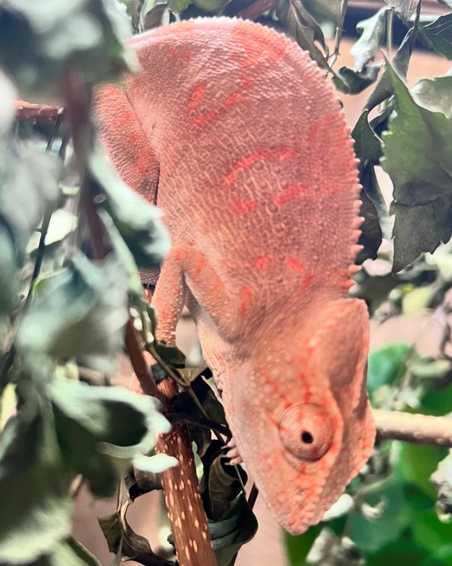 Female Giant Spiny Panther Chameleon update 😋