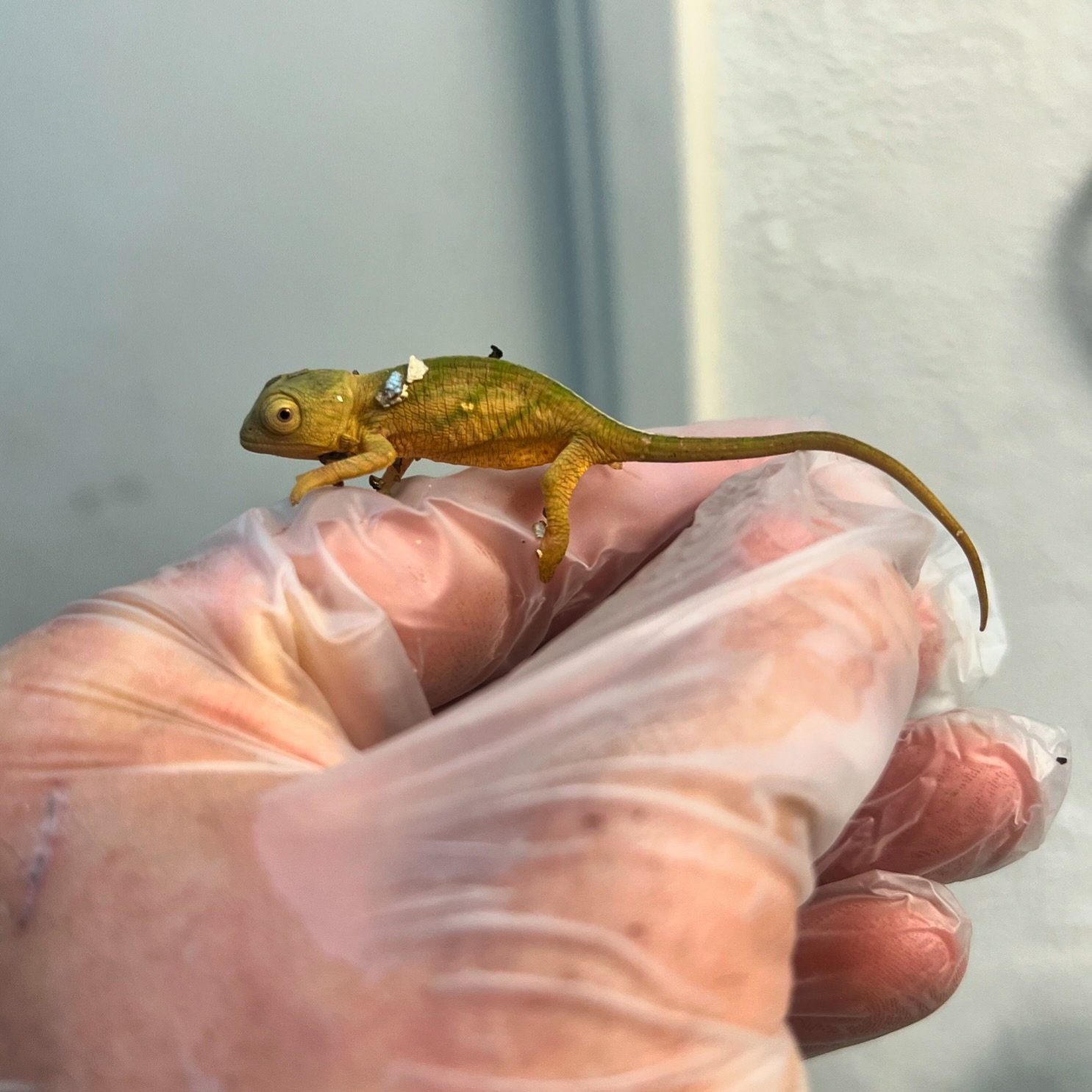 I can&rsquo;t get over how cute these baby parson chameleons are 😇😍🥰