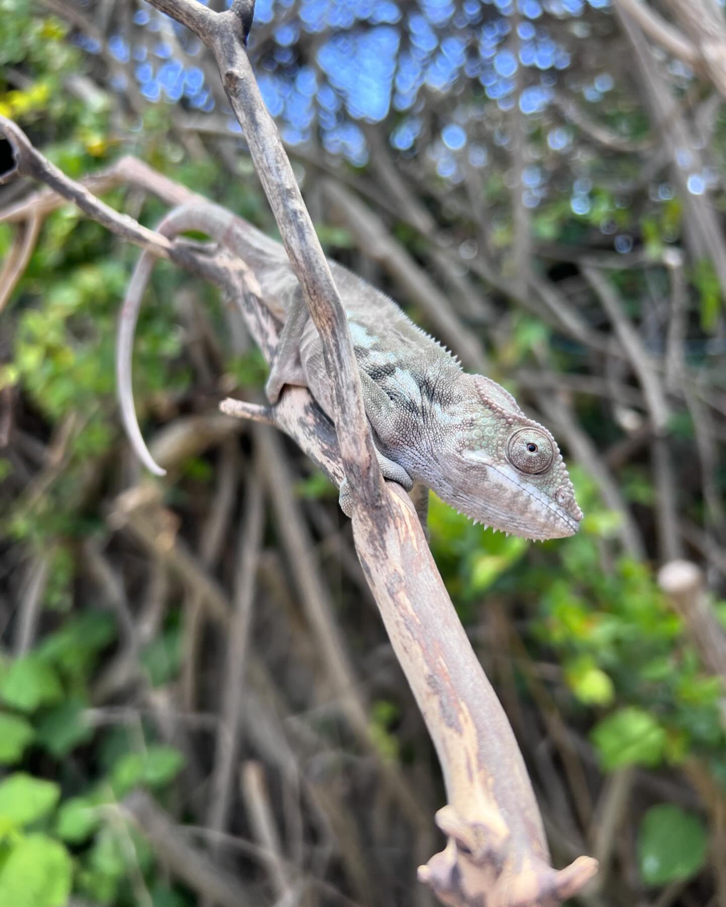 A female Yellow Body Blue Bar AMBILOBE that is currently on our website site 👉 Chameleonbros.com

#chameleon #pantherchameleon #ambilobe