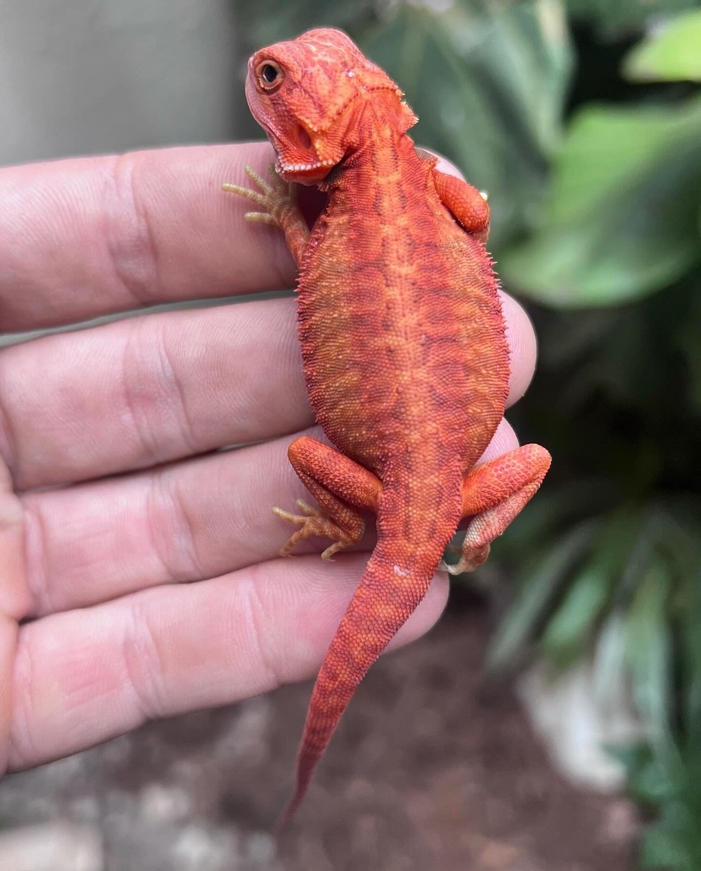 Which Chameleon Lovers out there also love our little Australian Bearded Dragon Friends!?!?

Well we love them and with that love we are pleased to present our most Red Dragons produced too date. Not only are these guys just visually stunning but the
