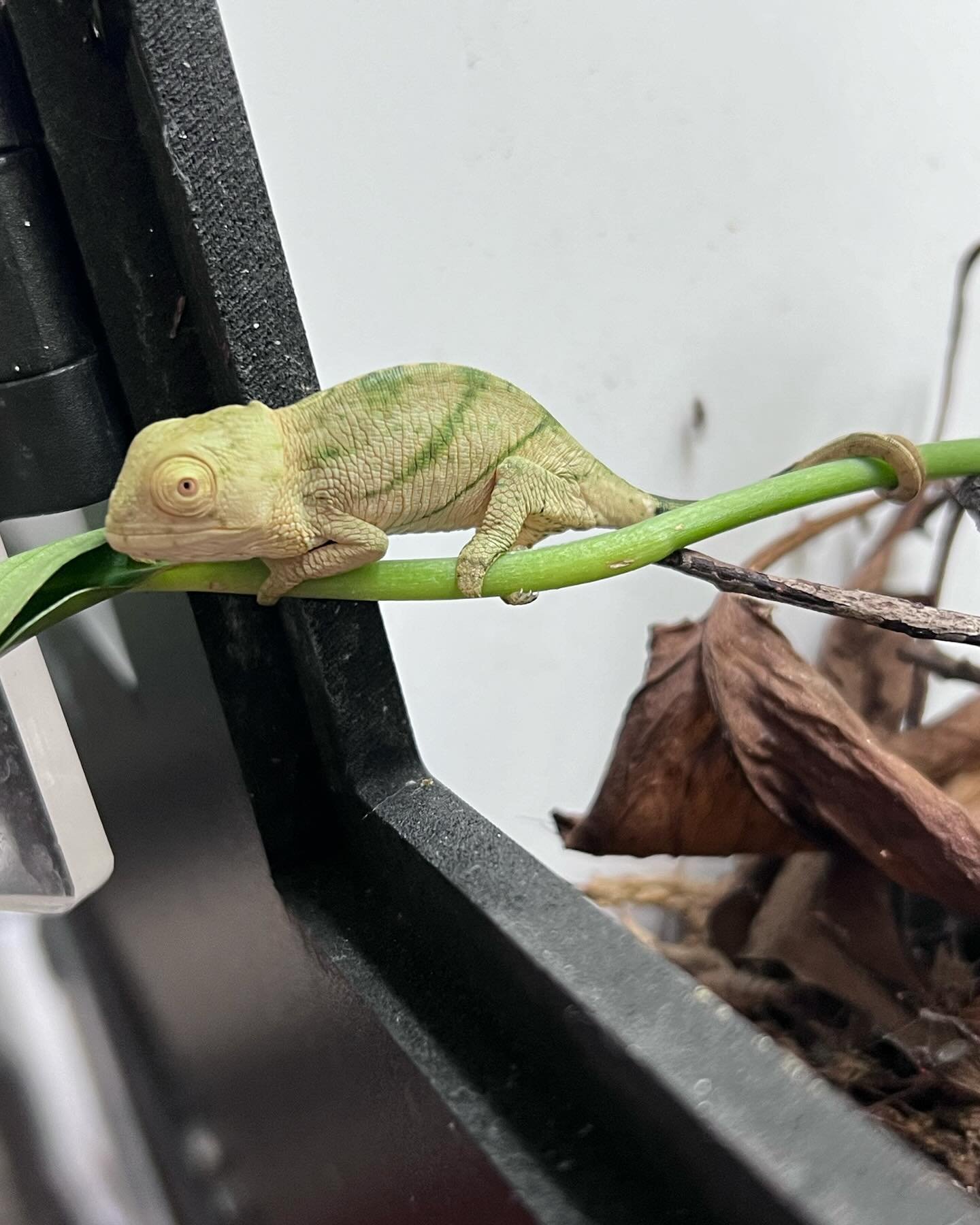 Adding these Six Spectacular Captive Hatched Orange Eye Parson Chameleons to the website for pre orders. Will be ready to fly in a month. Prefer local pick up in Southern California. For experienced keepers only. Not every day do you get the chance t