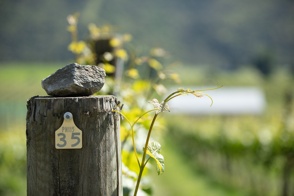 Home Page Vineyard banner.jpg
