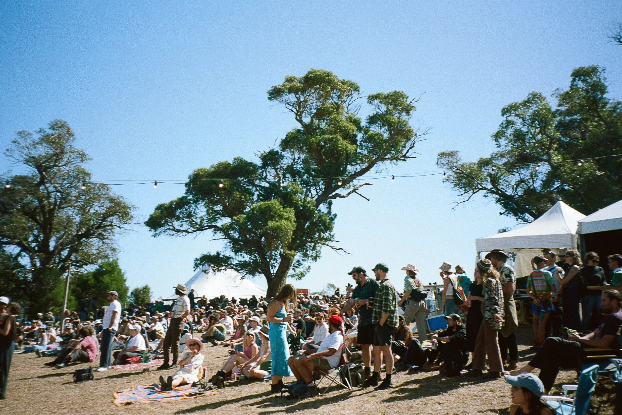 meadow51.jpg