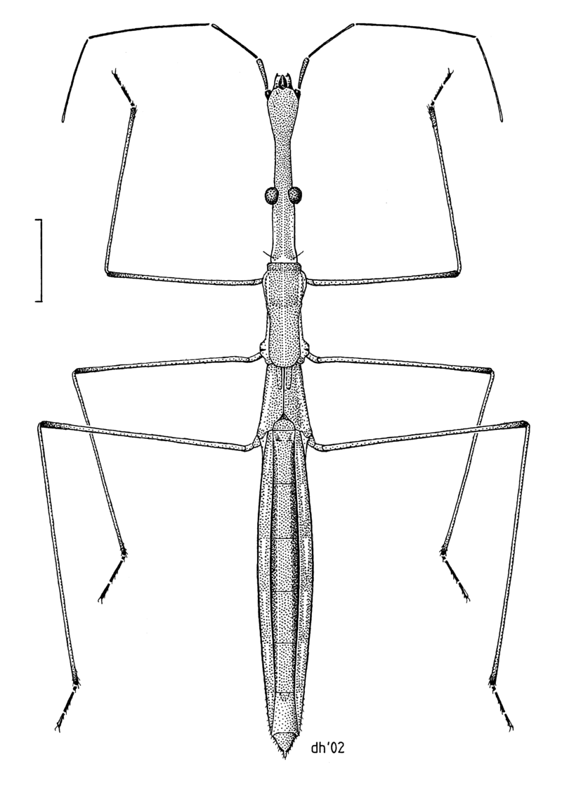800px-HEMI_Hydrometridae_Hydrometra_strigosa.png