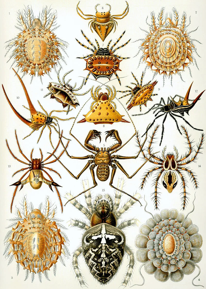 800px-Haeckel_Arachnida.jpg