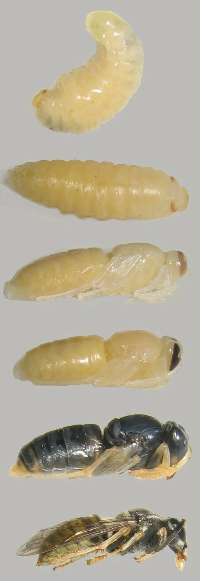 Ontwikkelstadia_wespenpoppen.jpg