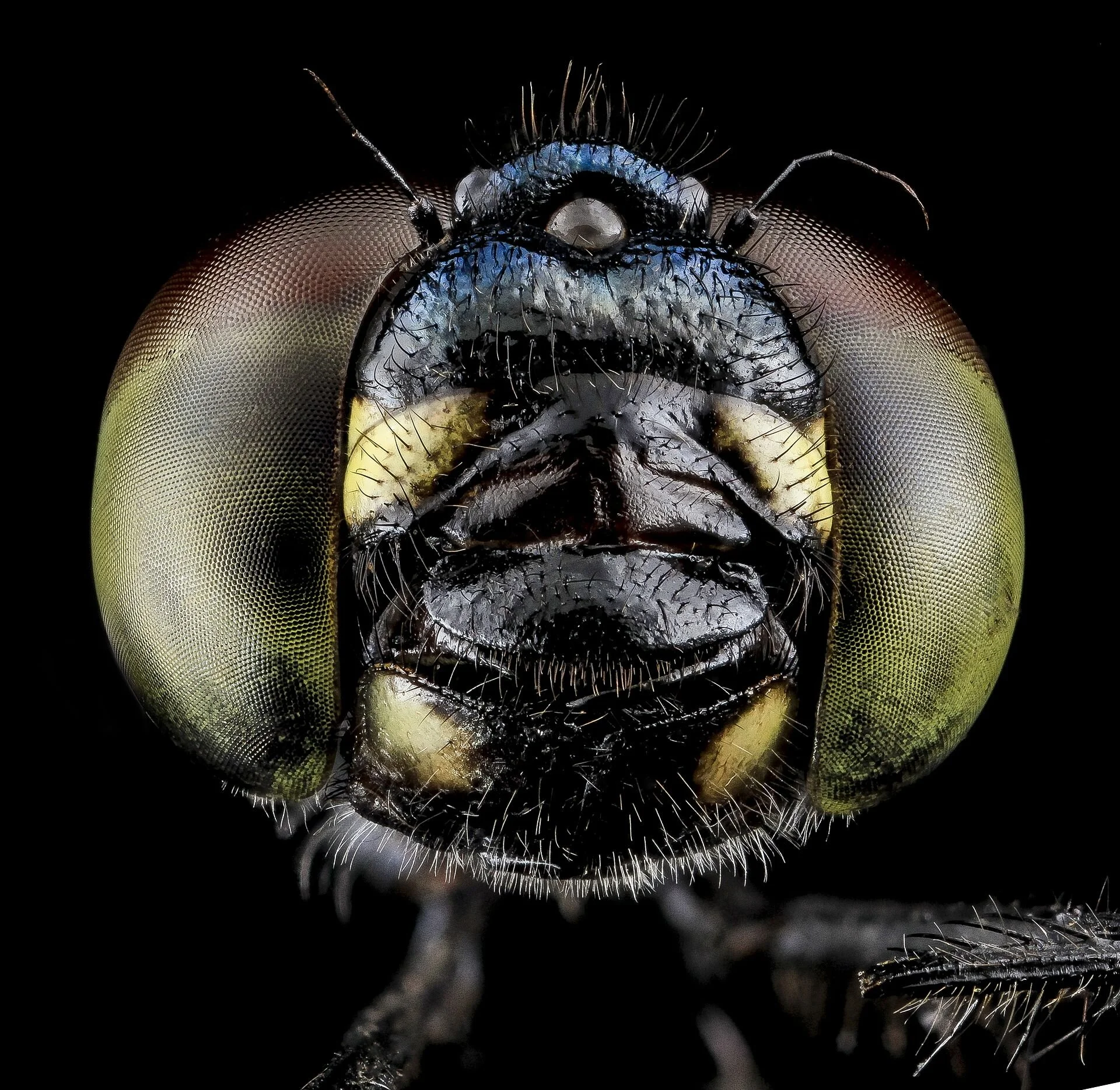 Het hoofd van een libelle.