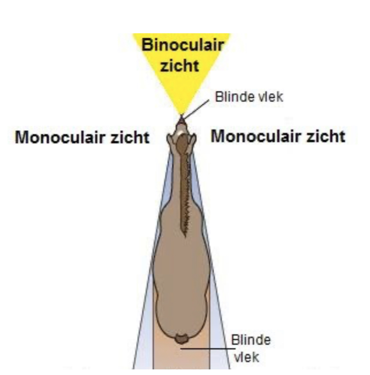 800px-HEMI_Hydrometridae_Hydrometra_strigosa.png