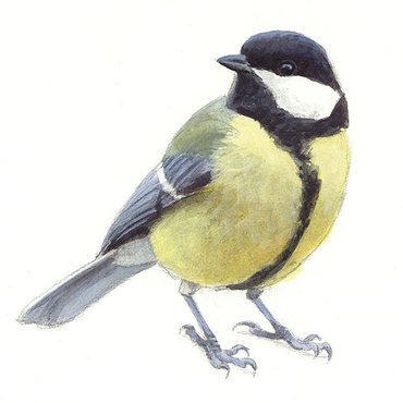 Vrouw
