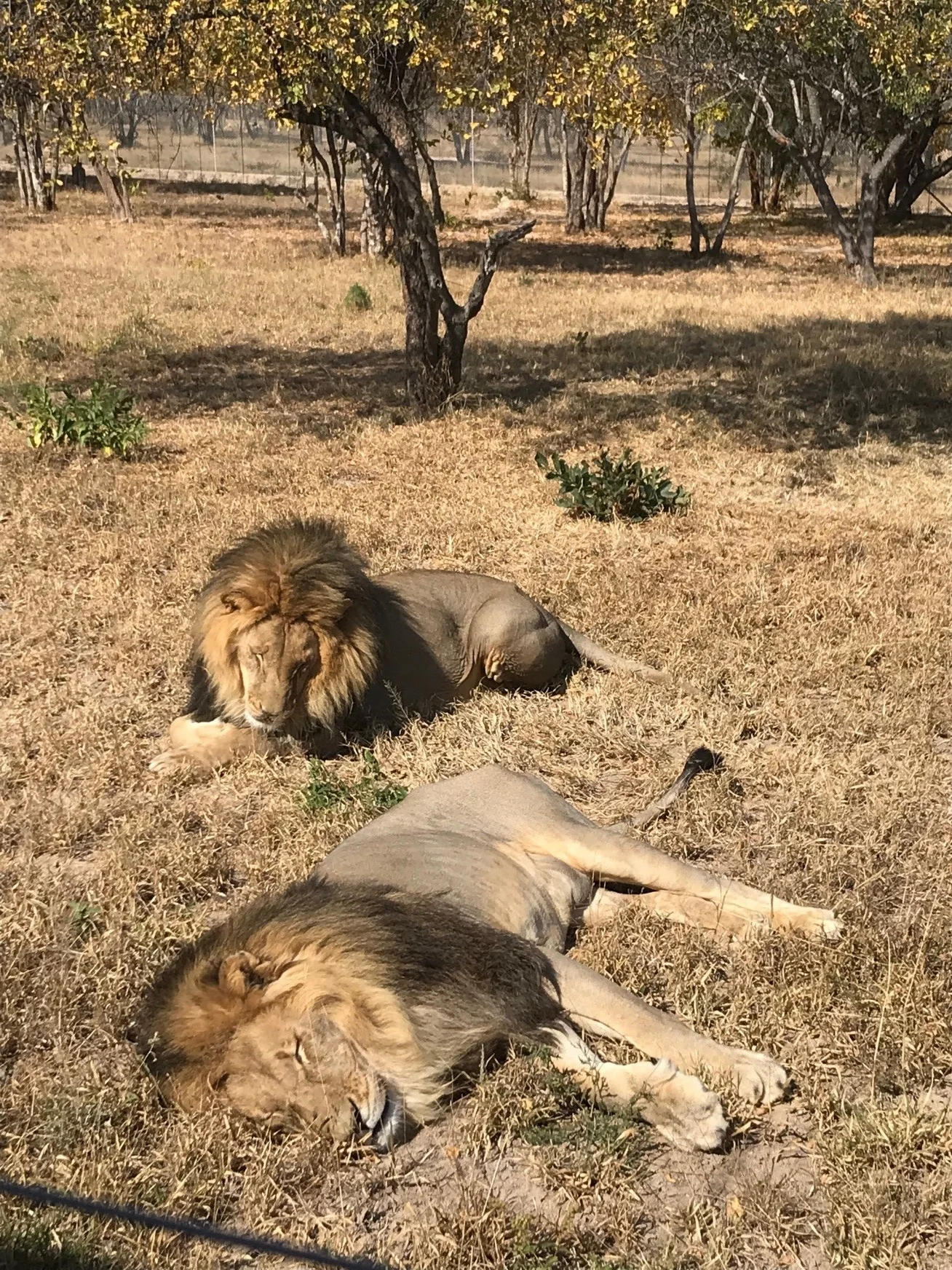 lion.jpg